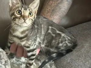 Bengal kitten Silber Mädchen 12 Wochen Abgabebereit 