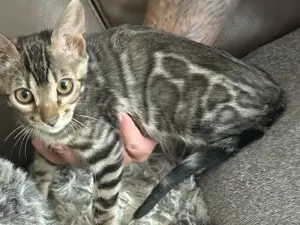 Bengal kitten Silber Mädchen oder Kater 12 Wochen Abgabebereit 