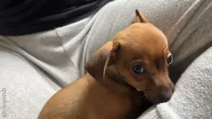 Zwergpinscher Weplen