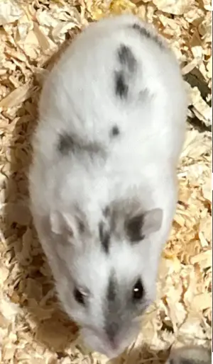 Süßer stark gescheckter Dsungare, Dsungarischer Zwerghamster, Hamster Bild 2