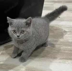 Britisch Kurzhaar Kitten  Schmusebärchen suchen ihr Zuhause Bild 2