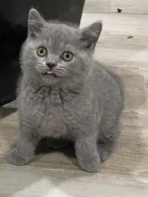 Britisch Kurzhaar Kitten  Schmusebärchen suchen ihr Zuhause