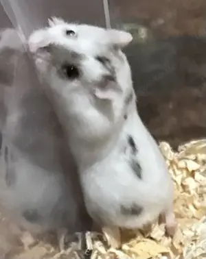 Süßer stark gescheckter Dsungare, Dsungarischer Zwerghamster, Hamster