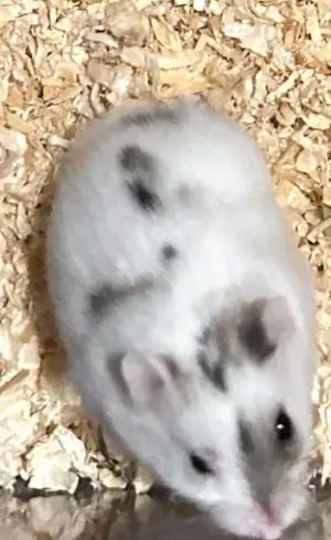 Süßer stark gescheckter Dsungare, Dsungarischer Zwerghamster, Hamster Bild 3