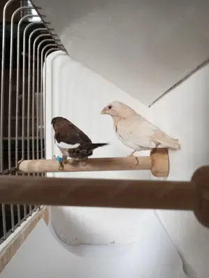 Japanische Mövchen Pärchen (W mit rote Augen).