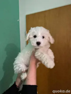Welpe Bichon Frise