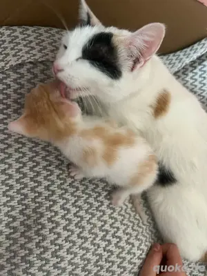 babykatzen und kitten  Bild 4