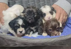 Bolonka- Shih-Tzu Welpen
