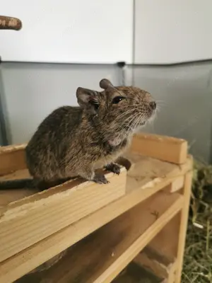 Älterer Degu mit Handicap sucht liebevolles Zuhause! 