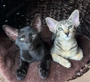 Orientalisch Kurzhaar Kitten