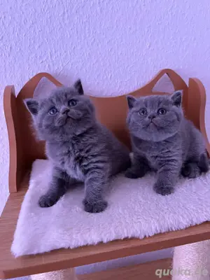 Süße Brittisch Kurzhaar Kitten 