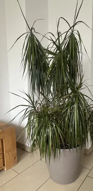 Drachenbaum Pflanze inkl. Lechuza Pflanzkübel