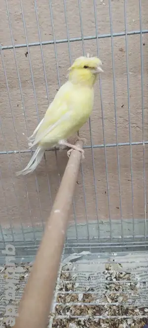 Kanarienvogel Henne 