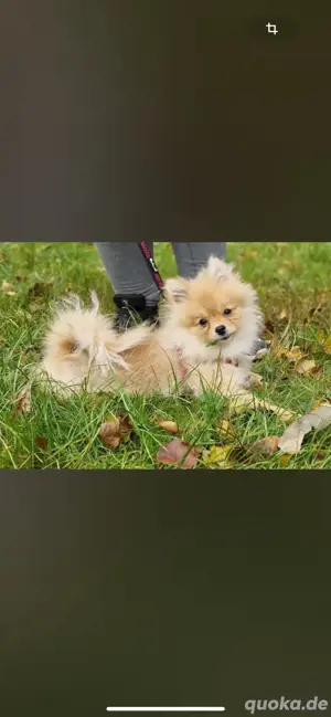 Süßer Pomeranian zwergspitz 
