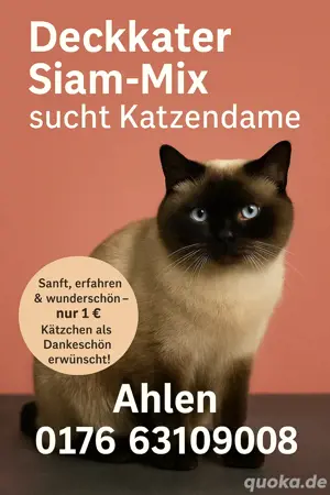 Deckkater Siam-Mix