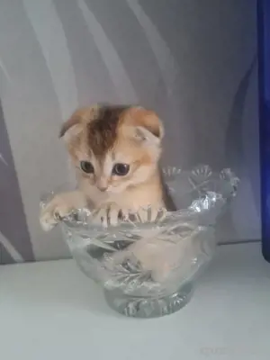 britische Baby Katze  2 monste alt