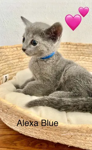 Russisch Blau Katerchen sucht liebevolles Zuhause