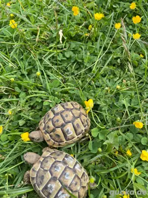 Thb 2 Griechische Landschildkröten NZ 2023