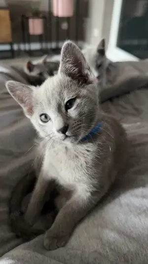 Süße russisch blau kitten 