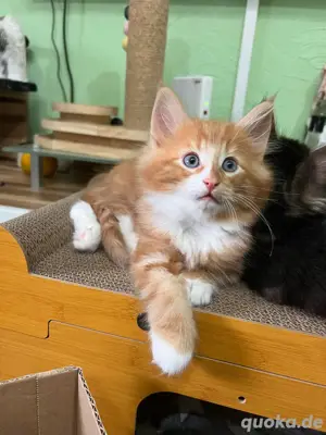 Norwegische Waldkatzen Kitten 