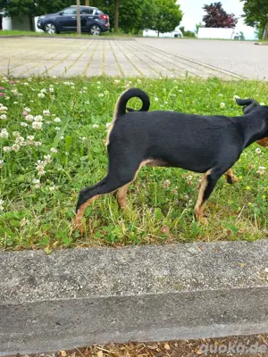 Pinscherwelpen.