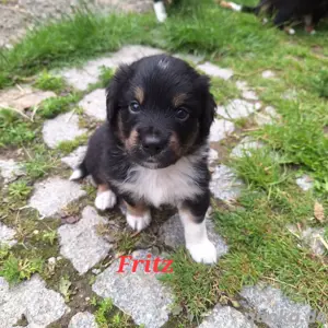 6 von 9 Ausidor (Australien Shepherd Labrador)Welpen aus liebevoller Familienaufzucht 