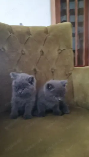 bkh katzenkinder