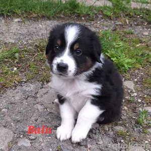 7 von 9 Ausidor (Australien Shepherd Labrador)Welpen aus liebevoller Familienaufzucht 