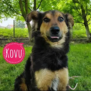 Kovu, junger und wunderschöner Rüde, English Shepherd   Schäferhund Mix