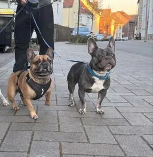  Französische Bulldoggen Welpen mit Herz   bereit für liebevolle Familien! 