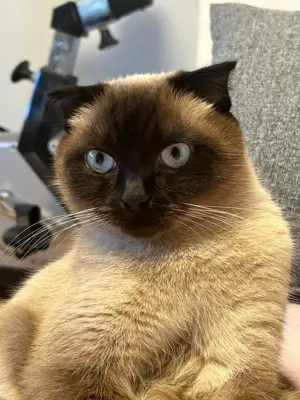 Elegante blauäugige Thai-Mix Katze mit Knickohren (kastriert, 3 J.) - Gelassenheit ist ihr Mantra