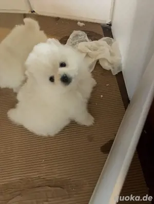 Zwergspitz (Pomeranian)