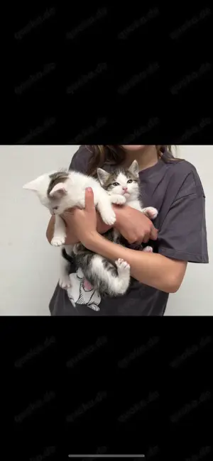 Baby Katzen suchen neues Zuhause 