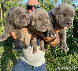 Willkommen bei Cane Corso Welpen