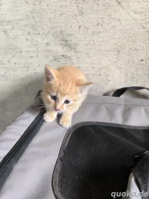 bebi Katzen 