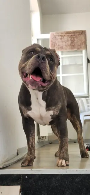 American bully