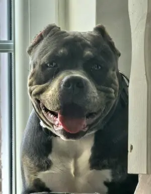American bully rüden Bild 6