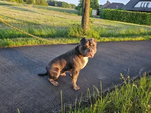 American bully rüden Bild 4