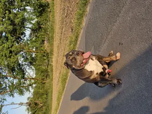 American bully rüden Bild 7
