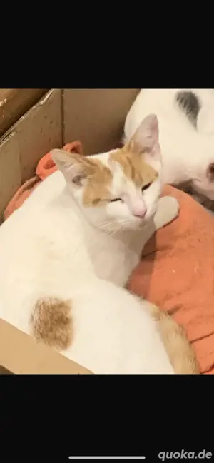 mimi sucht ein neies zuhause 