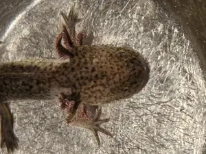 Junge Axolotl (Wildlinge) Bild 8