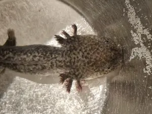 Junge Axolotl (Wildlinge) Bild 4
