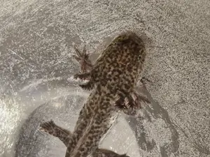 Junge Axolotl (Wildlinge) Bild 7