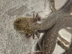 Junge Axolotl (Wildlinge) Bild 5