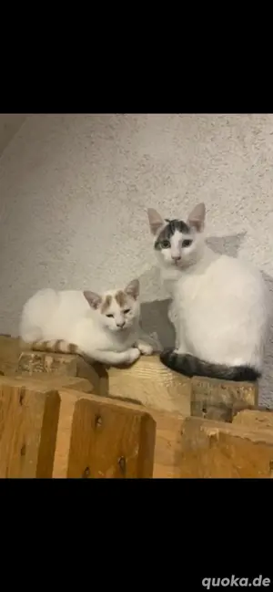 billy und garfield suchen ein neies zuhause 