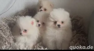 zwergspitz pomeranian welpen 