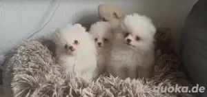 zwergspitz, pomeranian welpen