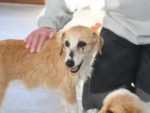 Bea sucht ihr Zuhause (noch auf Sardinien)