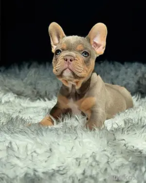Männliche und weibliche französische Bulldoggenwelpen in meiner Nähe zu verkaufen, sie sind 10 Woche