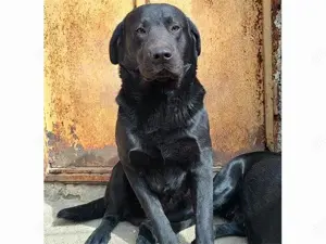 Carolino sucht sein Zuhause (noch auf Sardinien)